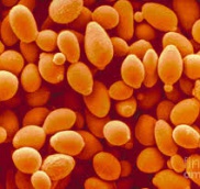 Nấm men bia (Brewer's yeast) saccharomyces cerevisiae